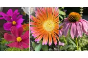 Best Heat-Tolerant Flowers for Hot, Dry Summers