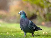 Best Pigeon Deterrent for Gardens: Optical Gel and Plants