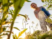 Best Time to Water Plants in a Heatwave: Expert Tips to Avoid Killing Them