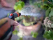 Best Time to Water Plants in UK Heatwave to Prevent Wilting