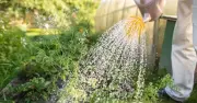 Best Times to Water Plants During UK Heatwave: Expert Advice