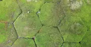 Bicarbonate of Soda: The Kitchen Ingredient That Banishes Patio Moss