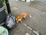 Binman Reveals Simple Trick to Keep Foxes Out of Bins