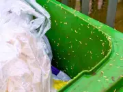 Binman warns: Don't leave food waste bins in sun or risk maggots