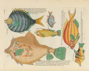 Biodiversity Heritage Library Faces Uncertain Future Despite Key Role