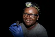 Biologist Rediscovered Tiny Bat Feared Extinct in Nigeria
