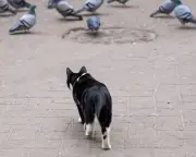 Bird Flu in Australia: Pet Owners Warned to Protect Cats, Dogs, Birds