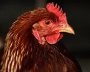 Bird Flu in Australia: Symptoms, Risks, and Food Safety Explained