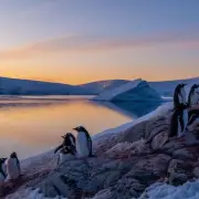 Bird Flu Kills 13,000 Seal Pups on Remote Heard and McDonald Islands