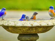 Birdbath Owners Urged to Add 2p Coin to Attract Robins This Summer