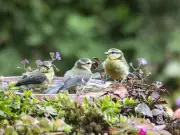 Birdbath Owners Urged to Add Copper Penny to Attract Robins This Summer