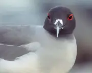 Birdwatch: Going Galapagos for Gulls
