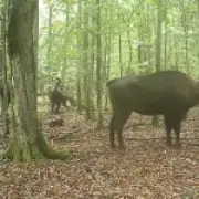 Bison family fights off wolf pack to protect calf in rare footage