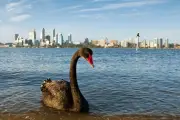 Black swans, Tasmanian devils at risk if H5N1 bird flu hits Australia