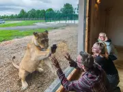 Blair Drummond Safari Park Opens New Lion House with Unique Breakfast Experience
