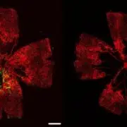 Blindness Breakthrough: Lab-Grown Cells Restore Sight in Mice