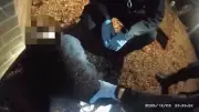 Bodycam Shows Dying Teen Dismissed by Police After Stabbing
