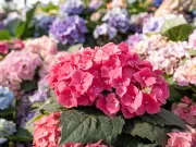 Boost Hydrangea Growth with 3 Companion Plants