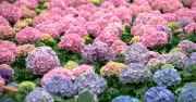 Boost Hydrangeas with 3 Companion Plants for Stronger Growth