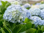 Boost Hydrangeas with 3 Companion Plants for Stunning Blooms
