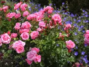 Boost Rose Blooms with Used Teabags: Gardener's Natural Tip