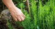 Boost Rosemary, Thyme, Lavender with Eggshells This Summer