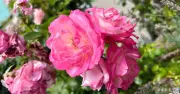 Boost Roses with Used Teabags: Simple June Garden Tip
