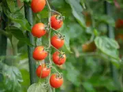 Boost Tomato Harvest with Simple Truss Pruning Before July