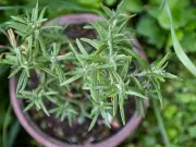 Boost Woody Herbs with Eggshells: Simple Garden Hack