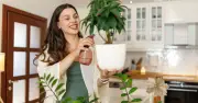 Bottom Watering Your Plants During UK Heatwave: Expert Tips