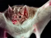 Boy, 11, Dies from Rabies After Bat Found on Face in Ontario