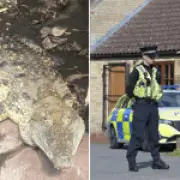Boy, 3, Mauled by Crocodile After Being Thrown into Pit at UK Zoo