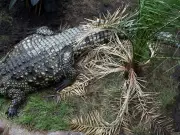 Boy, 3, stable after being thrown into crocodile enclosure at UK zoo