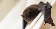 Boy Dies After Bat Lands on Face While He Slept: Rabies 100% Fatal