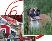 Brexit, Dog Training, and Heatwave: Six Must-Read Guardian Articles