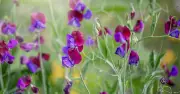 British Gardener's Sweet Pea Tip for Wave of Floral Colour and Scent