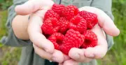 British Raspberries 50% Sweeter This Year Due to Favorable Weather