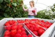 British raspberries up to 50% sweeter after cool spring and May sun