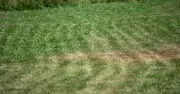 Brits Urged to Water Lawns Early Morning to Fix Heatwave Brown Patches