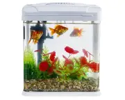 Can Fish Tank Water Be Used as Fertiliser for Houseplants?