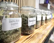 Cannabis Commercialisation Drives Up Usage, Study Finds