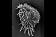 Cannibal Supergiant Microbe Hunts and Devours Its Own Species