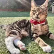 Cat Stolen on Ring Doorbell Found Dead Three Days Later