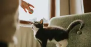 Cat Tail Vibrations Signal Excitement, Not Anxiety, Experts Say