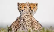 Cheetah Cubs Create Optical Illusion While Watching Mother Hunt