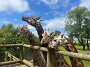 Chester Zoo Launches £10 Afternoon Ticket Offer for Summer 2026