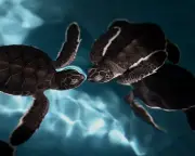 China Claims Foreign 'Spy Turtles' and 'Spy Fish' Used to Monitor Waters