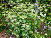 Common Garden Plants That Can Damage Your Home and Insurance Claims