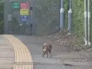Commuter Spots 'Beast of Essex' Big Cat on Station Platform