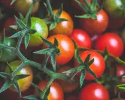 Compost Tomatoes Teach Lessons in Community and Resilience